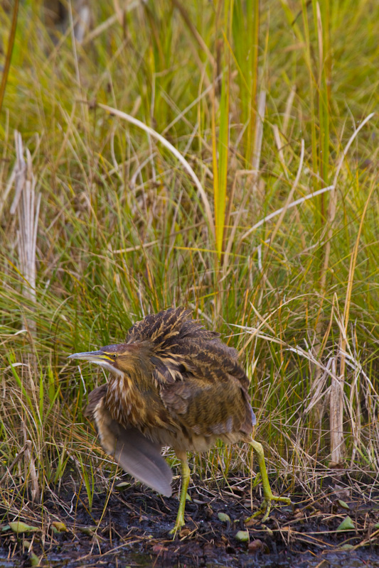 American Bittern